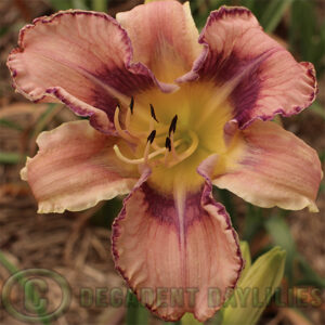Daylily Get Jiggy different Patterned eye