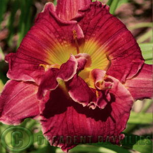 Daylily Pyromaniac at Decadent Daylilies