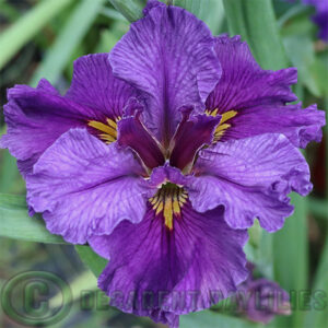 Louisiana Iris Gunner