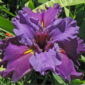 Louisiana Iris Mountain Smoke