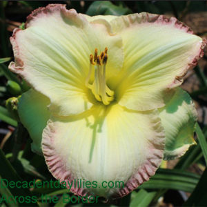 Daylily daylilies growing in my garden