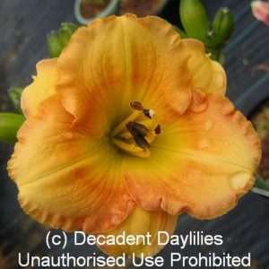 Daylily daylilies growing in my garden