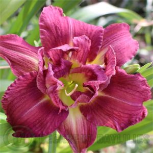 Daylily daylilies growing in my garden