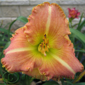 Daylily daylilies growing in my garden