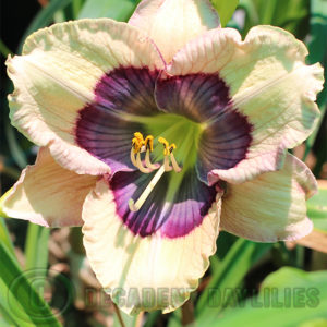 Daylily daylilies growing in my garden