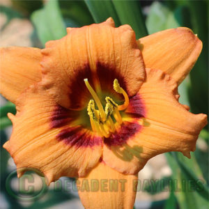 Daylily daylilies growing in my garden