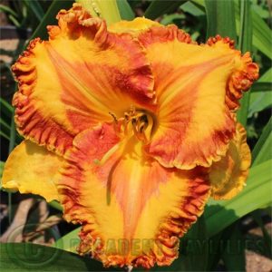 Daylily daylilies growing in my garden