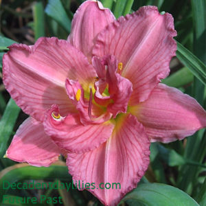Daylily daylilies growing in my garden