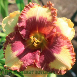 Daylily daylilies growing in my garden