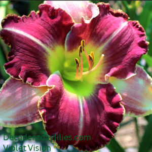 Daylily daylilies growing in my garden