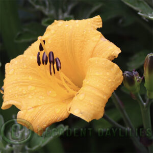 Daylily Sir Black Stem another picture