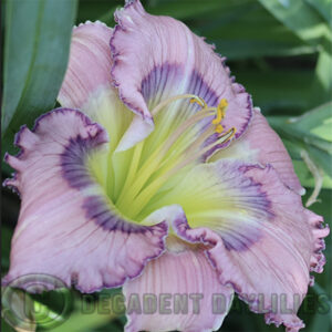 Daylily Temptation Eyes growing in my garden