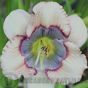 Cream petals blue eyed daylily