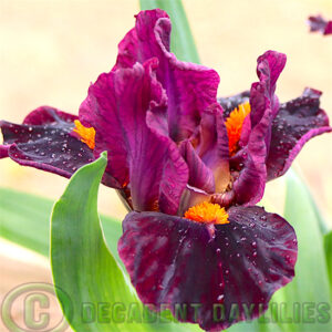 dwarf bearded iris outspoken