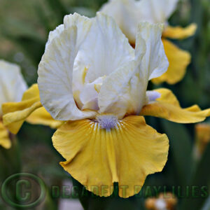 Median Bearded Iris Drum Song