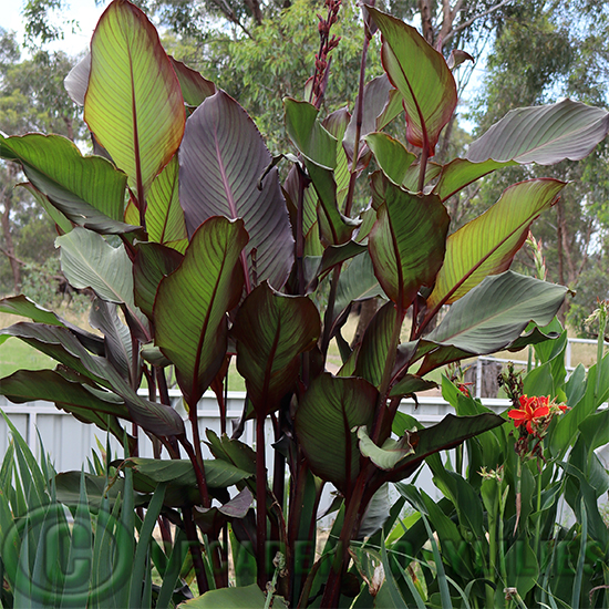 Canna Red Stripe