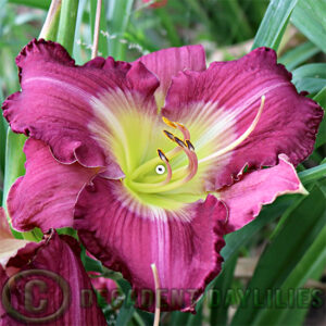Daylily Dark Wonder