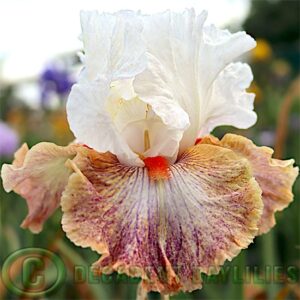 Picture of Tall-Bearded-Iris-Colours-of-the-Wind