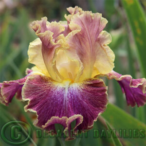Tall Bearded Iris High Master