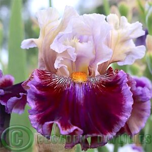 Tall Bearded Iris Megarich