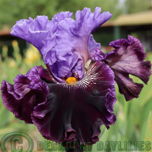 Tall Bearded Iris Nobleman's Fancy