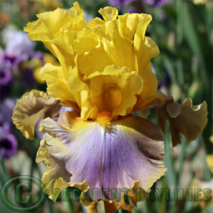 Tall Bearded Iris Catwalk Queen