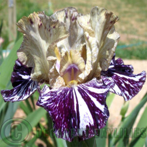 Tall Bearded Iris Gnus flash