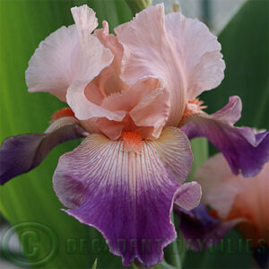 Tall Bearded Iris Notorious
