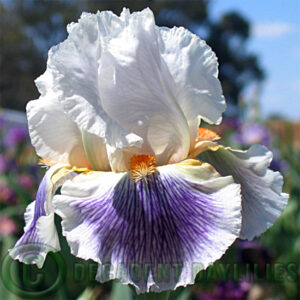 Tall Bearded Iris Puccini